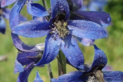 Blue-wild-flower-Queyras