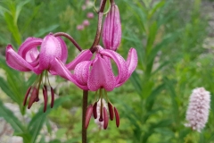 Pink-flower-in-Queyras