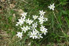 White-wildflowers-en-Queyras